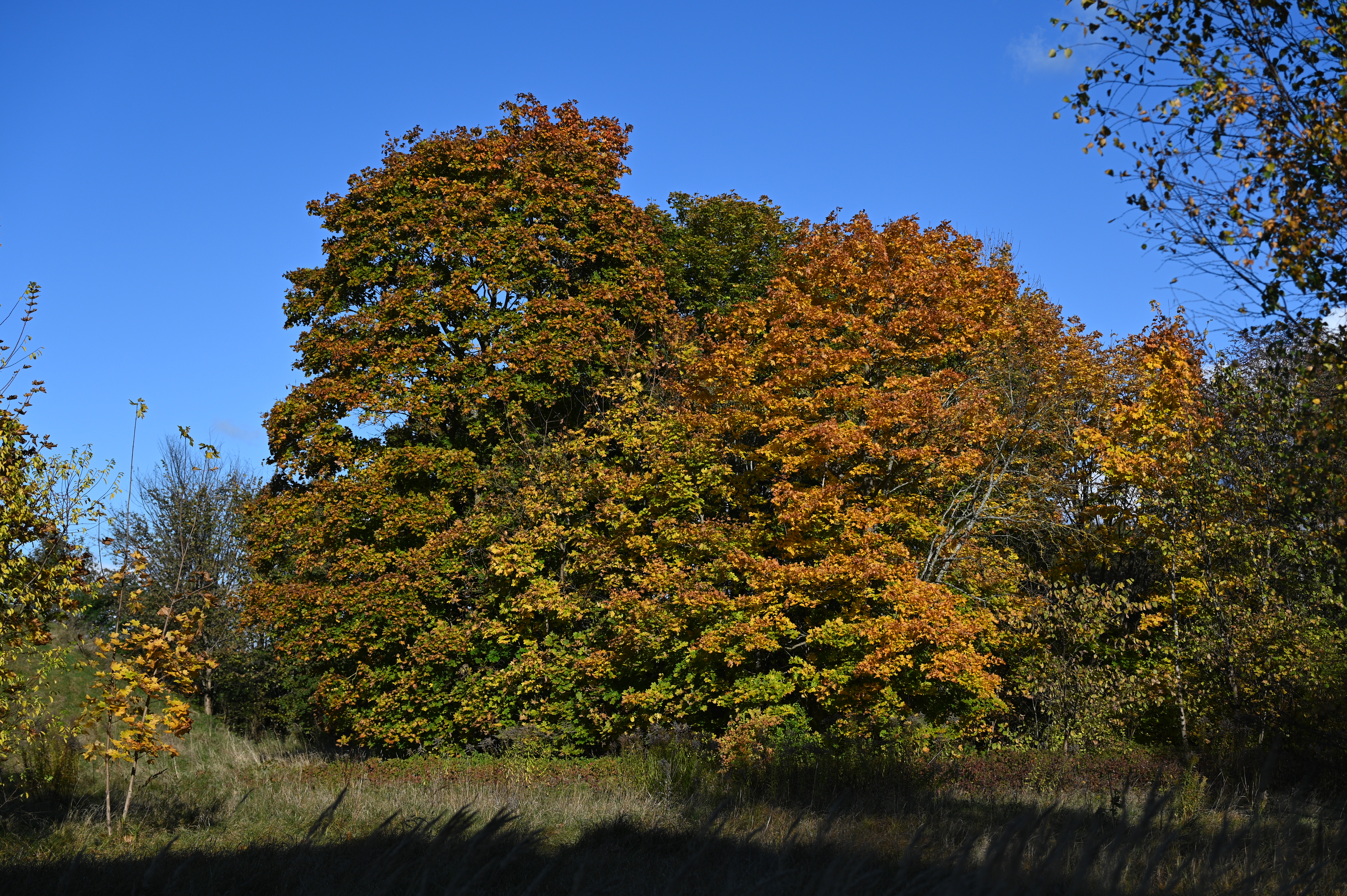 2025/10/18 - walk/DSC_0049.JPG